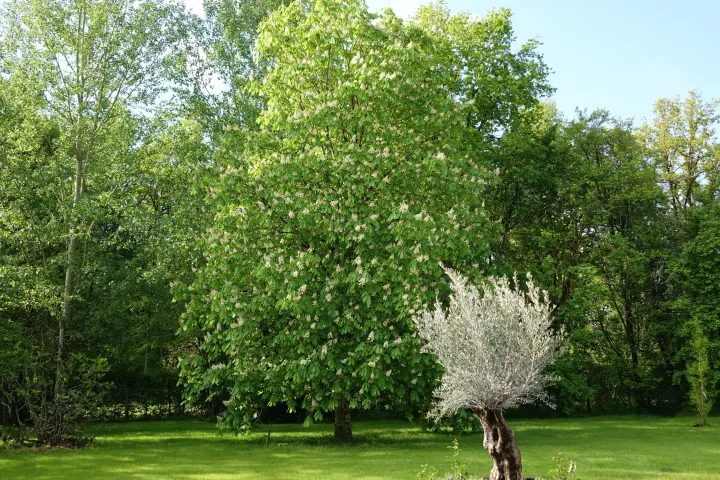 Le parc arboré en lisière de forêt