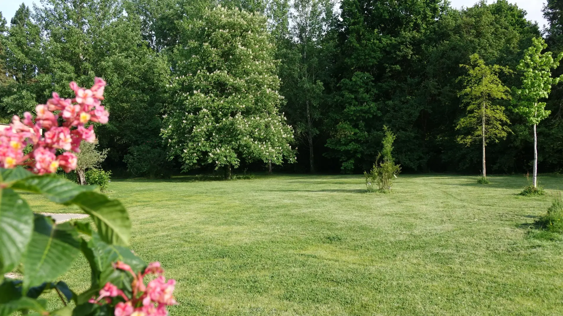 La grande pelouse et le parc arboré, des fleurs roses au premier plan